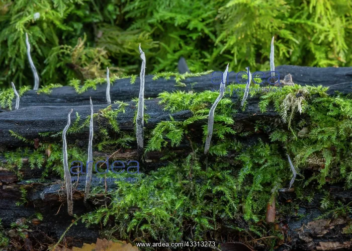 : Candlesnuff fungus, Xylaria hypoxylon, growing o : Candlesnuff fungus, Xylaria hypoxylon, growing o