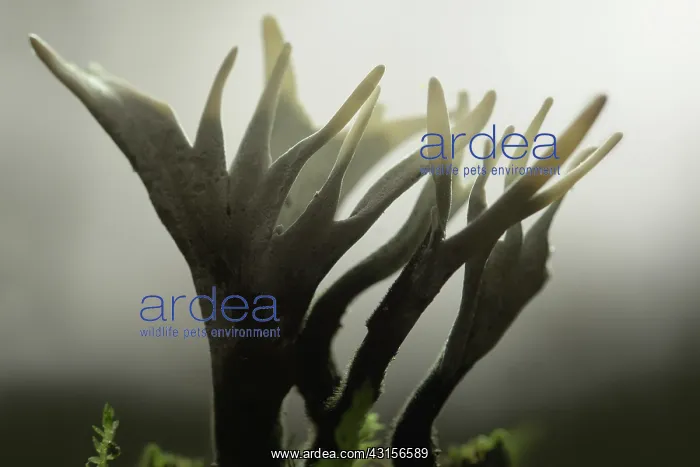 : Candlestick fungus : Candlestick fungus