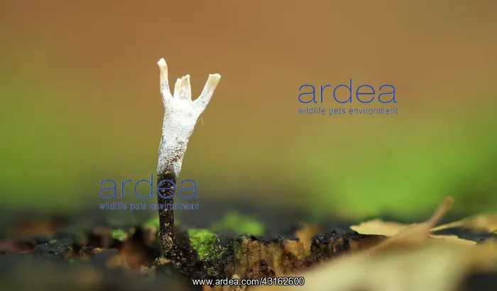 : Candlestick fungus : Candlestick fungus