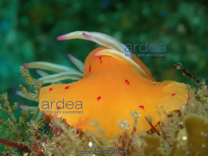 : Candy Cane Anemone (Korsaranthus natalensis). Aliwal : Candy Cane Anemone (Korsaranthus natalensis). Aliwal
