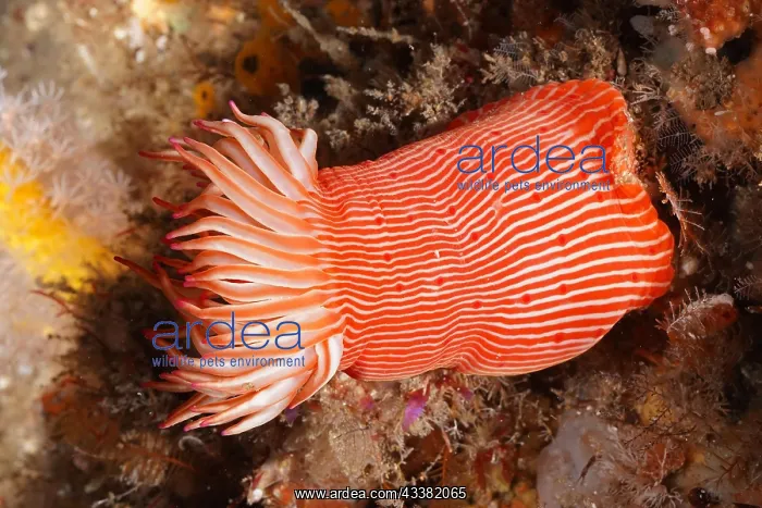 : Candy Cane Anemone (Korsaranthus natalensis) Sea : Candy Cane Anemone (Korsaranthus natalensis) Sea