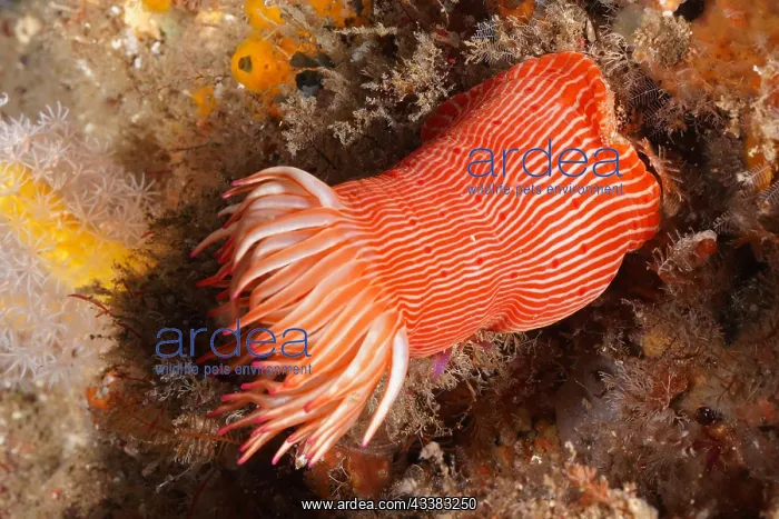 : Candy Cane Anemone (Korsaranthus natalensis) Sea : Candy Cane Anemone (Korsaranthus natalensis) Sea