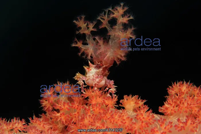 : Candy crab : Candy crab
