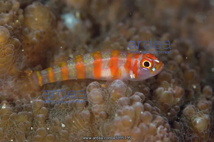 : Candycane Dwarfgoby with Copepod : Candycane Dwarfgoby with Copepod