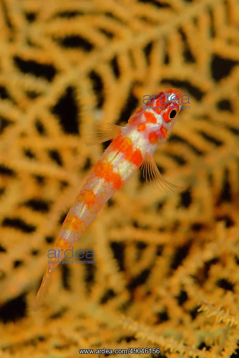 : Candycane Dwarfgoby in coral : Candycane Dwarfgoby in coral