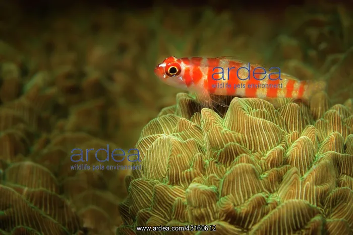 : Candycane Pygmy Goby : Candycane Pygmy Goby