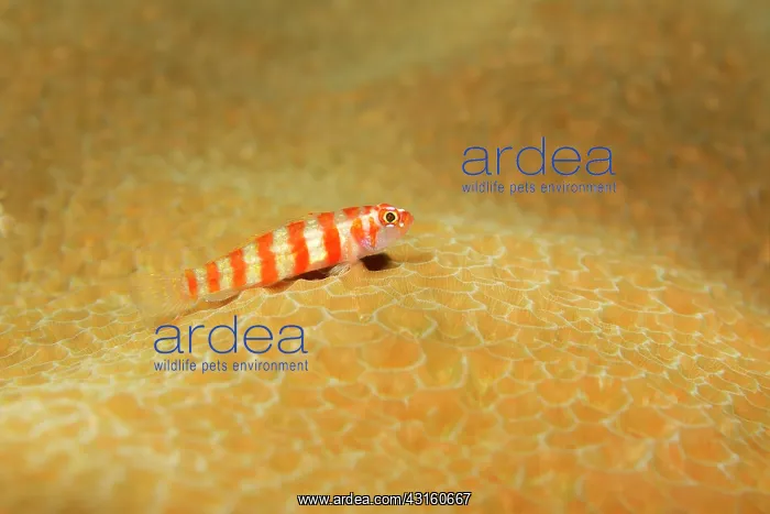 : Candycane Pygmy Goby : Candycane Pygmy Goby