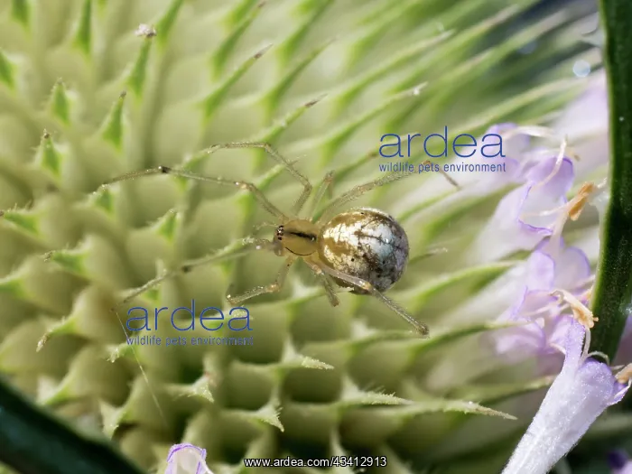 : Candystripe Spider - on teasel flower - UK : Candystripe Spider - on teasel flower - UK