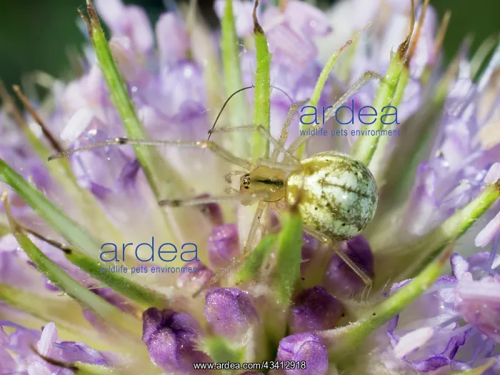 : Candystripe Spider - on teasel flower - UK : Candystripe Spider - on teasel flower - UK