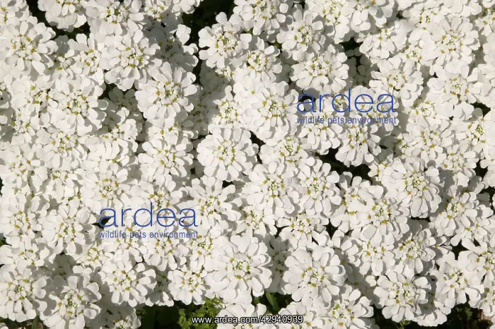: Candytuft, Evergreen Candytuft : Candytuft, Evergreen Candytuft