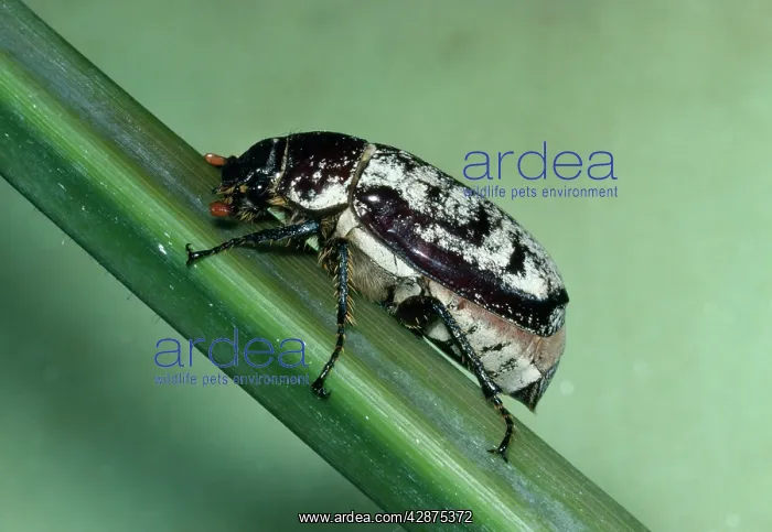 : CANE BEETLE - sugar cane pest : CANE BEETLE - sugar cane pest