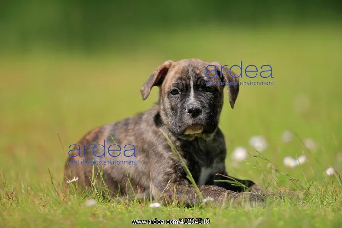  : Cane Corso Boxer mix Domestic dog (Canis lupus familiaris)