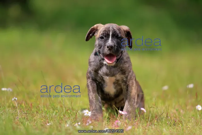 : Cane Corso Boxer mix Domestic dog (Canis lupus familiaris) : Cane Corso Boxer mix Domestic dog (Canis lupus familiaris)