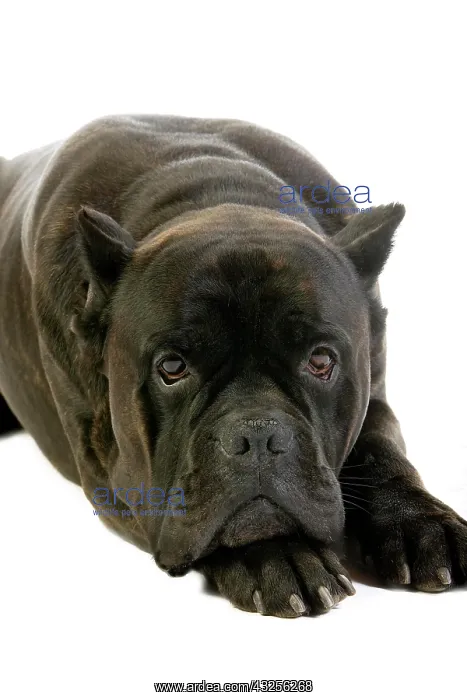 : CANE CORSO, A DOG BREED FROM ITALY, ADULT LAYING : CANE CORSO, A DOG BREED FROM ITALY, ADULT LAYING