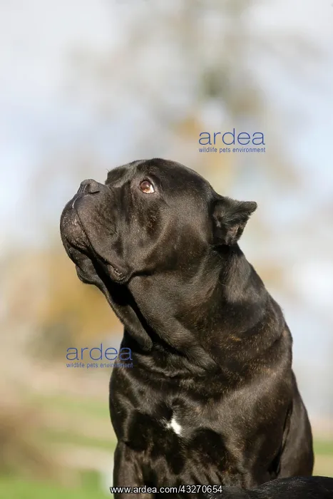 : CANE CORSO, A DOG BREED FROM ITALY, PORTRAIT OF ADULT : CANE CORSO, A DOG BREED FROM ITALY, PORTRAIT OF ADULT