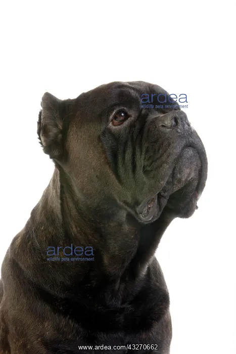 : Cane Corso, Dog Breed from Italy, Portrait of Adult