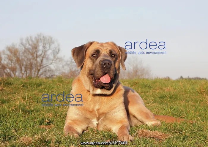 : Cane Corso, Italian breed of dog, lying on a meadow : Cane Corso, Italian breed of dog, lying on a meadow