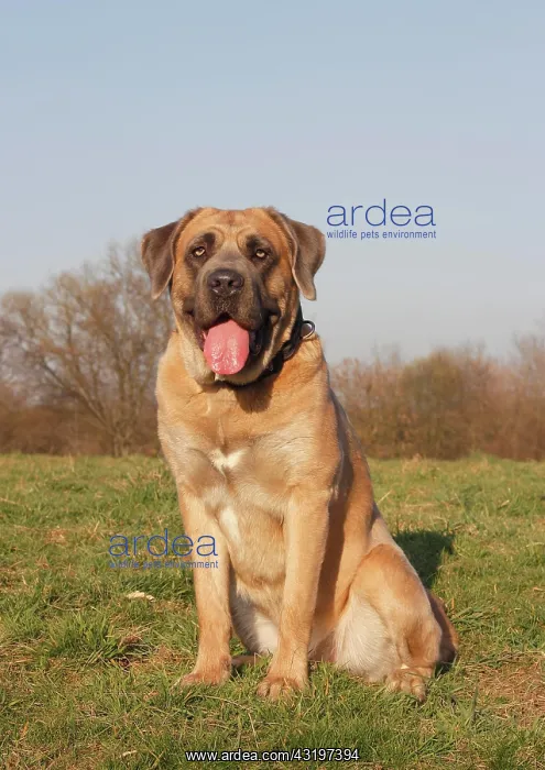: Cane Corso, Italian breed of dog, sitting on a meadow : Cane Corso, Italian breed of dog, sitting on a meadow