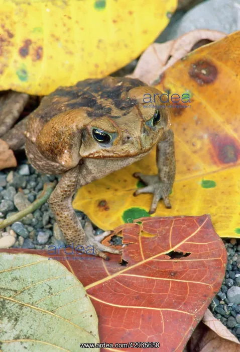 : Cane / Giant / Marine Toad : Cane / Giant / Marine Toad