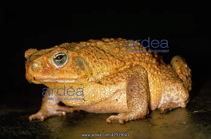 : Cane / Giant / Marine Toad : Cane / Giant / Marine Toad