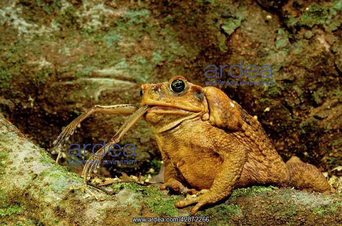 : Cane / Giant / Marine Toad - Eating tree frog : Cane / Giant / Marine Toad - Eating tree frog