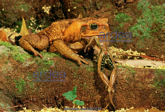 : Cane / Giant / Marine Toad - Eating tree frog : Cane / Giant / Marine Toad - Eating tree frog