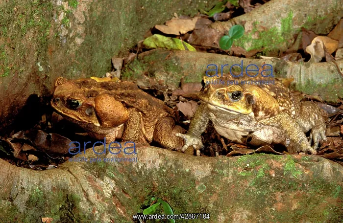: Cane / Giant / Marine Toad - Pair : Cane / Giant / Marine Toad - Pair