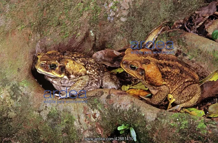 : Cane / Giant / Marine Toad - pair on rainforest floor : Cane / Giant / Marine Toad - pair on rainforest floor
