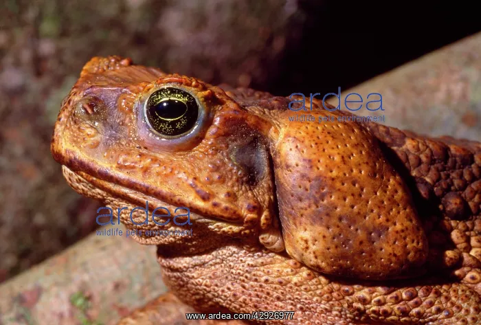 : Cane / Giant / Marine Toad - parotid gland containing : Cane / Giant / Marine Toad - parotid gland containing
