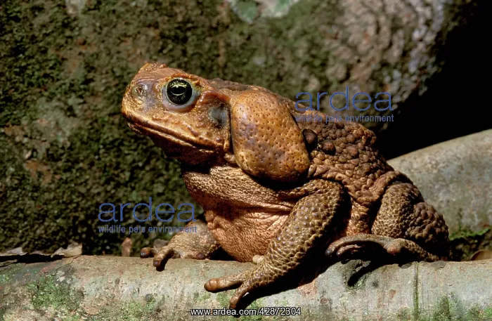 : Cane / Giant / Marine Toad - On rainforest floor : Cane / Giant / Marine Toad - On rainforest floor