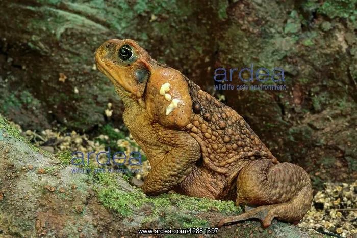 : Cane / Giant / Marine Toad - with venom from paratoid : Cane / Giant / Marine Toad - with venom from paratoid