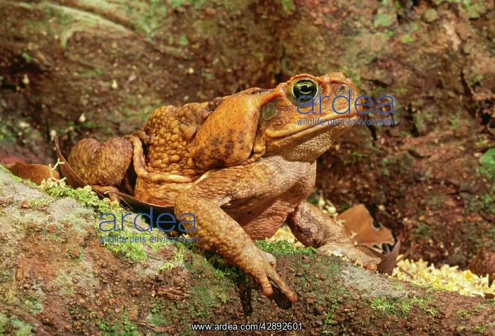 : Cane / Marine TOAD : Cane / Marine TOAD