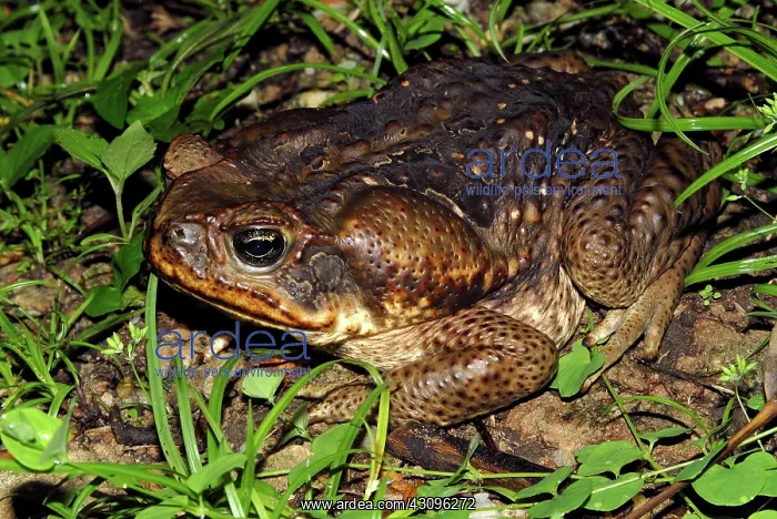 : Cane or Marine Toad : Cane or Marine Toad