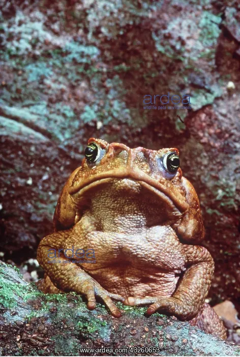 : Cane / Marine TOAD : Cane / Marine TOAD