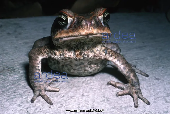 : Cane / Marine TOAD - C / U : Cane / Marine TOAD - C / U
