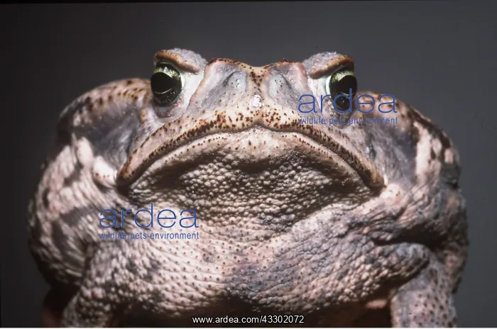: Cane / Marine TOAD - C / U head : Cane / Marine TOAD - C / U head