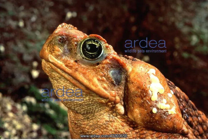 : Cane / Marine TOAD - close-up of head, secretes : Cane / Marine TOAD - close-up of head, secretes