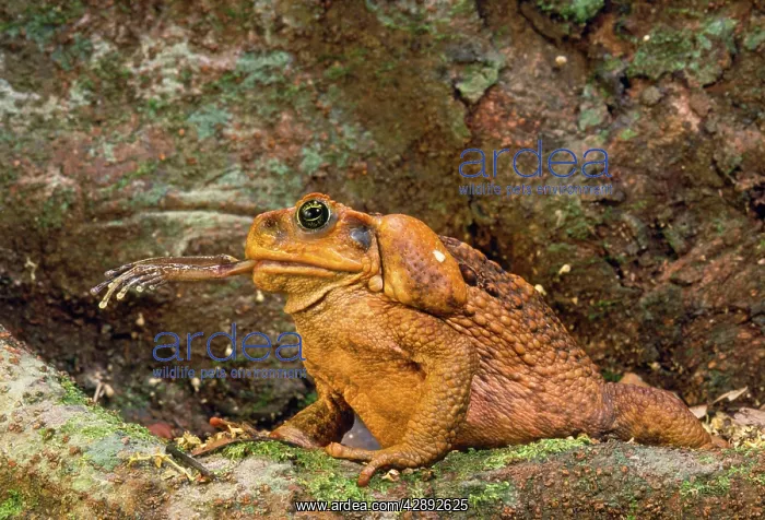 : Cane / Marine TOAD - eating native treefrog : Cane / Marine TOAD - eating native treefrog