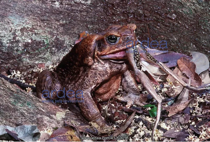: Cane / Marine TOAD - swallows native treefrog : Cane / Marine TOAD - swallows native treefrog