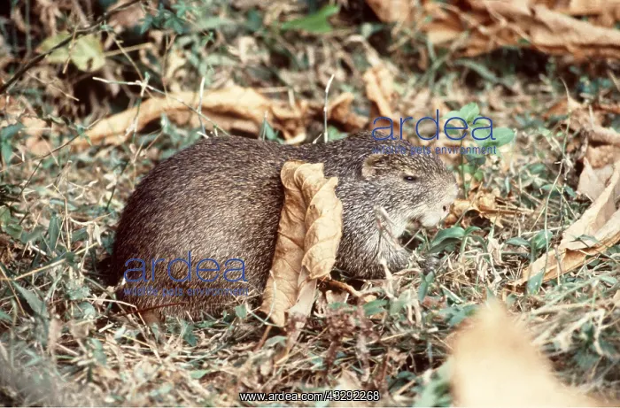 : CANE RAT : CANE RAT