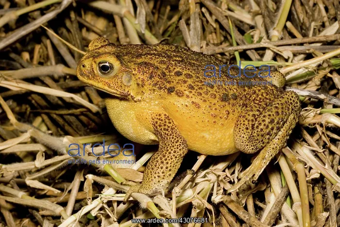 : Cane toad (Bufo marinus) hunting insects at night : Cane toad (Bufo marinus) hunting insects at night
