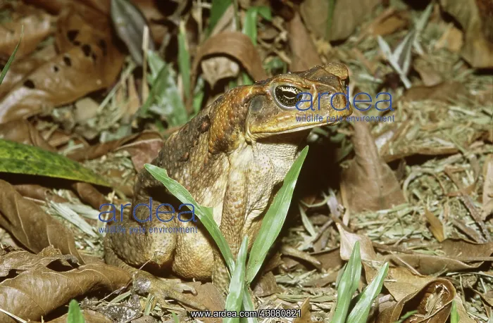: Cane Toad. Cane toad (Bufo marinus) near Cairns, Queensland, Australia : Cane Toad. Cane toad (Bufo marinus) near Cairns, Queensland, Australia