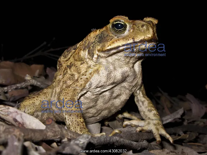 : Cane Toad (Rhinella marina) nocturnal predator of terrestrial insects : Cane Toad (Rhinella marina) nocturnal predator of terrestrial insects