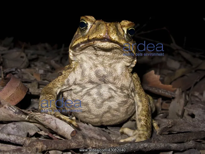 : Cane Toad (Rhinella marina) nocturnal predator of terrestrial insects : Cane Toad (Rhinella marina) nocturnal predator of terrestrial insects
