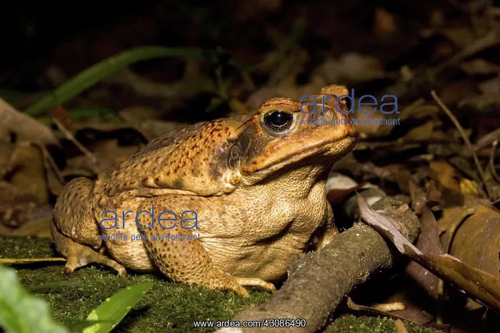 : Cane Toad. The cane toad (Bufo marinus), the infamous introduced pest of : Cane Toad. The cane toad (Bufo marinus), the infamous introduced pest of