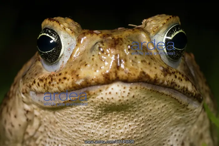 : Cane Toad. Cane toad (Bufo marinus) portait : Cane Toad. Cane toad (Bufo marinus) portait