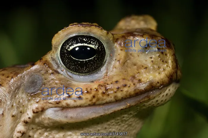 : Cane Toad. Cane toad (Bufo marinus) portait : Cane Toad. Cane toad (Bufo marinus) portait