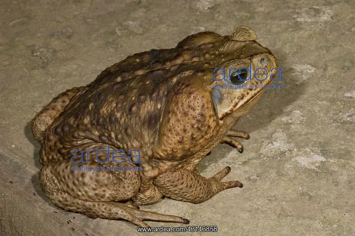 : Cane Toad. Cane toad (Bufo marinus) : Cane Toad. Cane toad (Bufo marinus)
