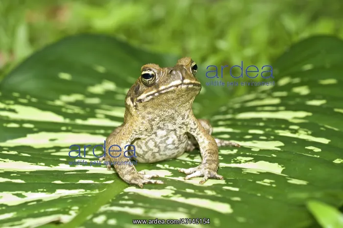 : Cane toad (Bufo marinus) in Queensland, Australia : Cane toad (Bufo marinus) in Queensland, Australia