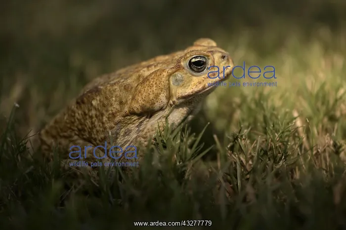 : Cane toad Bufo toad (Rhinella marina), Corozal district : Cane toad Bufo toad (Rhinella marina), Corozal district
